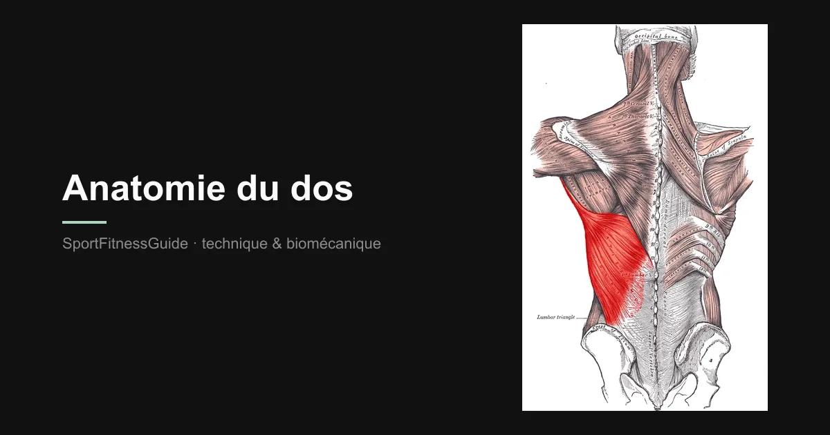 Planche anatomique du dos avec le muscle grand dorsal (latissimus dorsi) mis en évidence en rouge, trapèzes et rhomboïdes visibles
