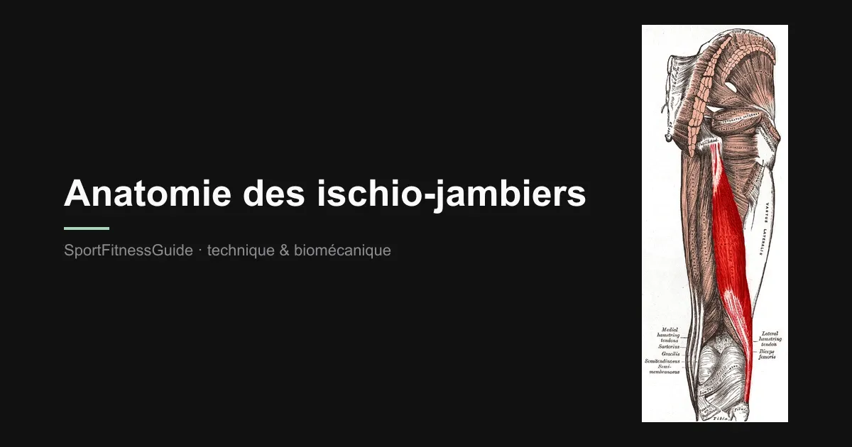Planche anatomique du membre inférieur postérieur avec le biceps fémoral, le semi-tendineux et le semi-membraneux (ischio-jambiers) mis en évidence en rouge