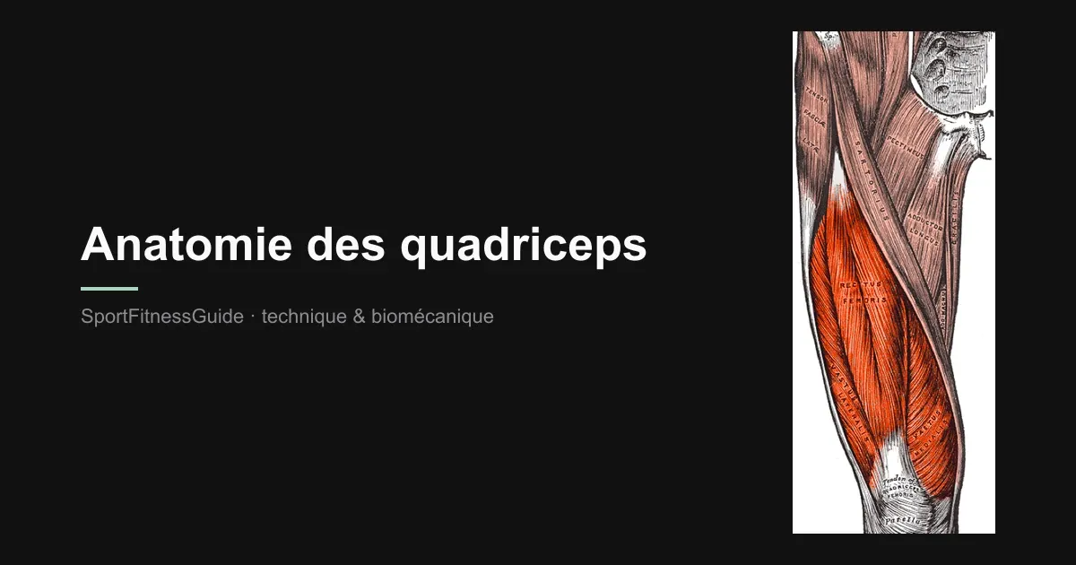 Planche anatomique de la cuisse avec les 4 chefs du quadriceps (droit fémoral, vastes latéral, médial et intermédiaire) mis en évidence en orange